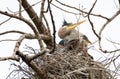 Large Heron in her nest with her young baby birds Royalty Free Stock Photo