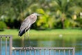 Beautiful great blue heron perched on a fence, overlooking a tranquil pond Royalty Free Stock Photo
