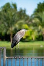 Beautiful great blue heron perched on a fence, overlooking a tranquil pond Royalty Free Stock Photo