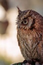 Beautiful Great Brown Horned Owl, Birds Theme