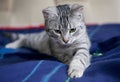 Beautiful great cat looking up, portrait of nice grey young kitten, kitten looking up, playful cat