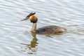 Beautiful Great crested grebe Podiceps cristatus Colorful water bird. Reflection of the animal.