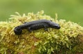 A beautiful Great Crested Newt, Triturus cristatus, on moss in spring. Royalty Free Stock Photo