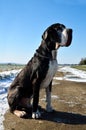 Beautiful great dane dog