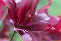 Beautiful great dark burgundy lily on a green background close-up