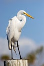 Great Egret Perched on a Dock Piling Against a Blue Sky.