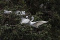 Beautiful great egret nesting