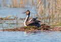 a beautiful great grebe sits on her nest in the spring hatching chicks Royalty Free Stock Photo