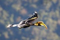 Beautiful Great Hornbill flying in nature Royalty Free Stock Photo