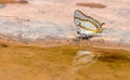 Beautiful The Great Nawab butterfly eat mineral in nature