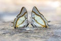 Beautiful the Great nawab (Polyura eudamippus nigrobasalis ), cl