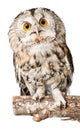 Closeup of beautiful great owl isolated on white Royalty Free Stock Photo