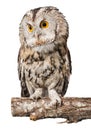 Closeup of beautiful great owl isolated on white Royalty Free Stock Photo