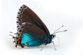 Beautiful Great Purple Hairstreak butterfly isolated on a white background. Side view Royalty Free Stock Photo