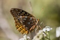 Beautiful Great Spangled Fritillary Butterfly - Speyeria cybele - on White Crownbeard Wildflower