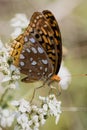 Beautiful Great Spangled Fritillary Butterfly - Speyeria cybele - on White Crownbeard Wildflower Royalty Free Stock Photo