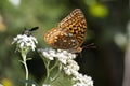 Beautiful Great Spangled Fritillary Butterfly - Speyeria cybele - on White Crownbeard Wildflower Royalty Free Stock Photo