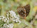 Beautiful Great Spangled Fritillary Butterfly - Speyeria cybele - on White Crownbeard Wildflower