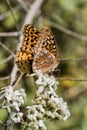 Beautiful Great Spangled Fritillary Butterfly - Speyeria cybele - on White Crownbeard Wildflower Royalty Free Stock Photo