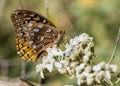 Beautiful Great Spangled Fritillary Butterfly - Speyeria cybele - on White Crownbeard Wildflower Royalty Free Stock Photo