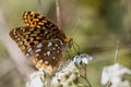 Beautiful Great Spangled Fritillary Butterfly - Speyeria cybele - on White Crownbeard Wildflower