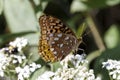 Beautiful Great Spangled Fritillary Butterfly - Speyeria cybele - on White Crownbeard Wildflower