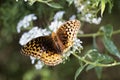 Beautiful Great Spangled Fritillary Butterfly - Speyeria cybele - on White Crownbeard Wildflower Royalty Free Stock Photo