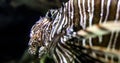 Beautiful and great specimen of the lionfish, also known erroneously as the scorpionfish at the Shark Reef Aquarium.