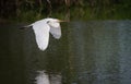 Beautiful great white egret carries nesting material to rookery Royalty Free Stock Photo