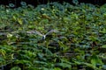 A Beautiful Great White Egret in Flight Royalty Free Stock Photo