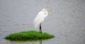 Beautiful Great white egret Standing still on a green grass patch surrounded by the lagoon water in Bundala national park