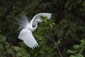 Beautiful great white heron