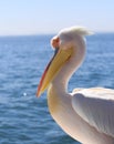 Beautiful great white pelican head looking out to sea Royalty Free Stock Photo