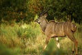 Beautiful Greater Kudu Bull