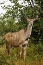 Beautiful Greater Kudu Cow Royalty Free Stock Photo