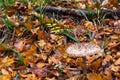 Beautiful grebe in the autumn forest