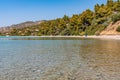 A beautiful Greek beach on the Aegean Sea in Halkidiki. Black sea urchin in the sea Royalty Free Stock Photo