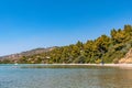 A beautiful Greek beach on the Aegean Sea in Halkidiki. Black sea urchin in the sea Royalty Free Stock Photo