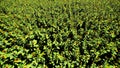 Beautiful green aerial on golden field sunflowers nature landscape