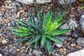 Beautiful green agave filifera plant in botanical garden closeup selective focus. Urban gardening