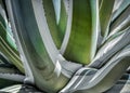Beautiful Green Agave Plant