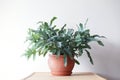 Beautiful green air purifying plant in a terracotta pot on a white background