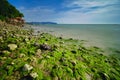 Beautiful green algae on the stone at the beach during low tide water. Royalty Free Stock Photo