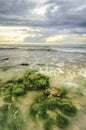 Beautiful green algae on the stone at the beach during low tide water. sunlight and dark clouds. Royalty Free Stock Photo