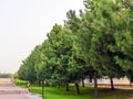 Beautiful green alley in the park. A place to stay in the city. Beautiful green christmas trees. Sidewalk