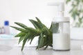 Green fresh aloe plant is standing at a container with white liquid. Beauty Studio.