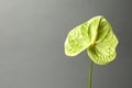 Beautiful green anthurium flower on gray background Royalty Free Stock Photo