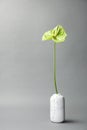 Beautiful green anthurium flower in vase Royalty Free Stock Photo