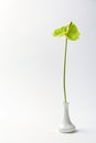 Beautiful green anthurium flower in vase Royalty Free Stock Photo