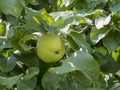 Beautiful green apple is growing on the tree Royalty Free Stock Photo